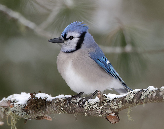 Blue Jay Cyanocitta cristata