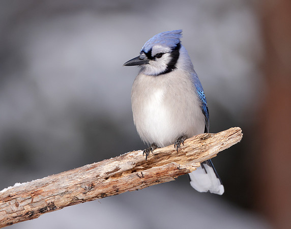 Blue Jay Cyanocitta cristata