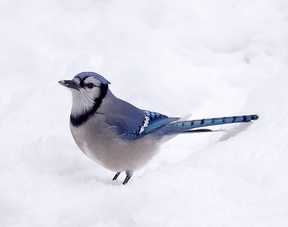 Blue Jay Cyanocitta cristata