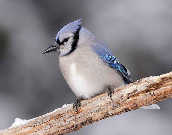 Blue Jay Cyanocitta cristata