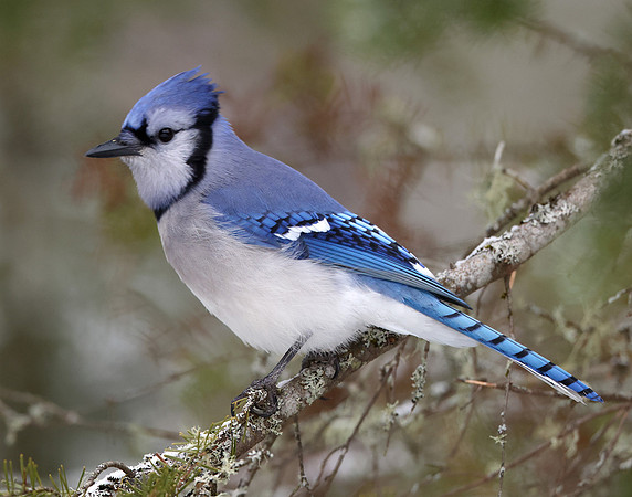 Blue Jay Cyanocitta cristata