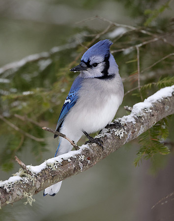 Blue Jay Cyanocitta cristata