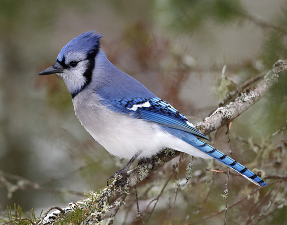 Blue Jay Cyanocitta cristata