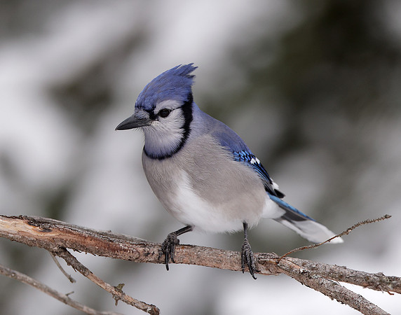 Blue Jay Cyanocitta cristata