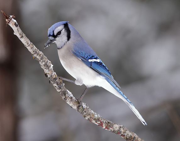 Blue Jay Cyanocitta cristata