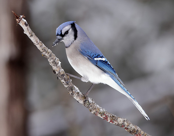 Blue Jay Cyanocitta cristata