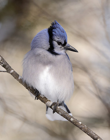 Blue Jay Cyanocitta cristata
