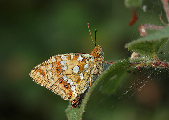High Brown Fritillary Argynnis adippe