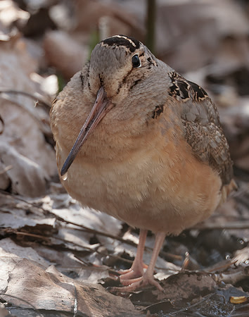American Woodcock Scolopax minor