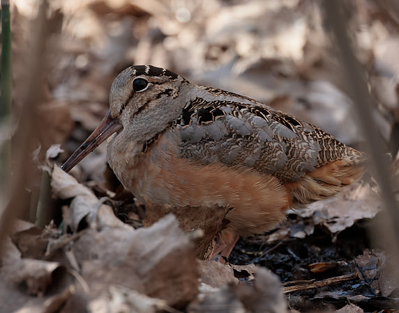 American Woodcock Scolopax minor