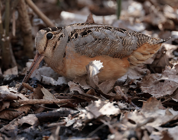 American Woodcock Scolopax minor