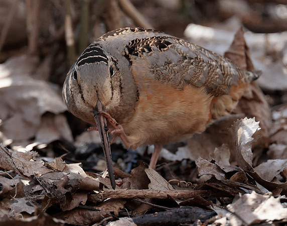 American Woodcock Scolopax minor