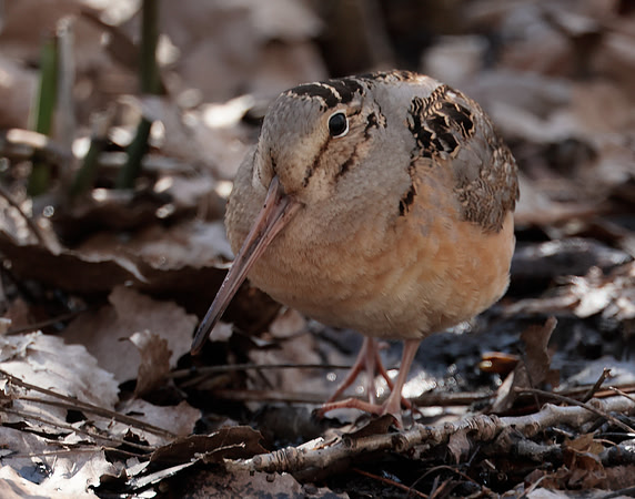 American Woodcock Scolopax minor
