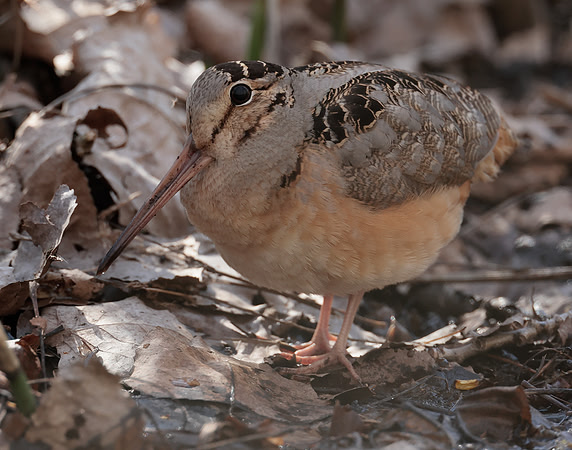 American Woodcock Scolopax minor