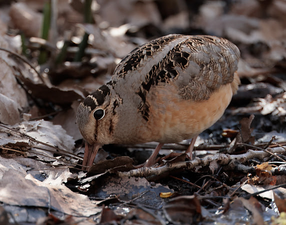 American Woodcock Scolopax minor