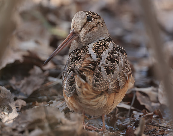 American Woodcock Scolopax minor
