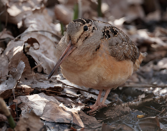 American Woodcock Scolopax minor