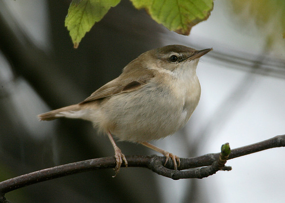 Paddyfield Warbler  Acrocephalus agricola