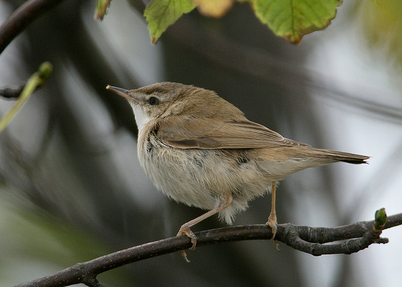 Paddyfield Warbler  Acrocephalus agricola