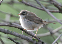 Paddyfield Warbler  Acrocephalus agricola