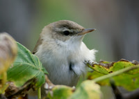 Paddyfield Warbler Torness Oct 2005