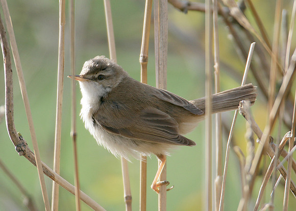 Paddyfield Warbler  Acrocephalus agricola