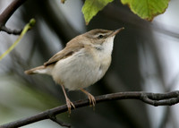 Paddyfield Warbler  Acrocephalus agricola