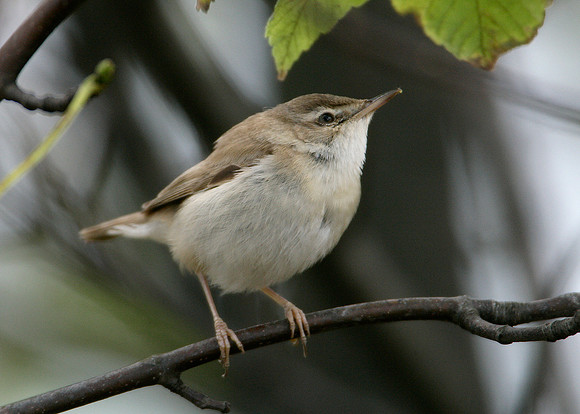 Paddyfield Warbler  Acrocephalus agricola