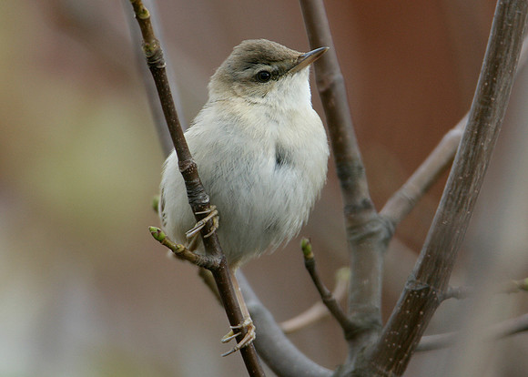 Paddyfield Warbler  Acrocephalus agricola