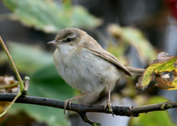 Paddyfield Warbler  Acrocephalus agricola