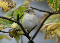 Paddyfield Warbler  Acrocephalus agricola
