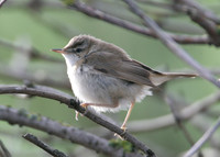Paddyfield Warbler  Acrocephalus agricola