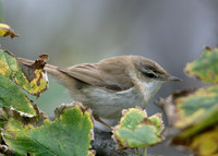 Paddyfield Warbler  Acrocephalus agricola