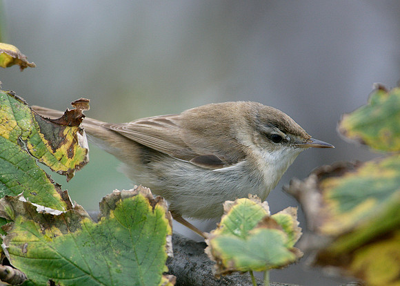Paddyfield Warbler  Acrocephalus agricola