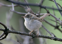Paddyfield Warbler  Acrocephalus agricola