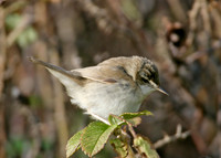 Paddyfield Warbler  Acrocephalus agricola
