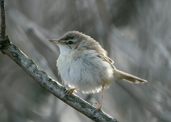 Paddyfield Warbler  Acrocephalus agricola