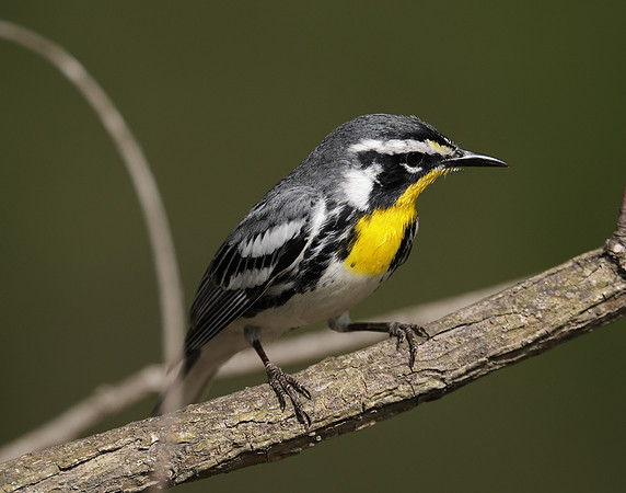 Yellow-throated Warbler  Setophaga dominica