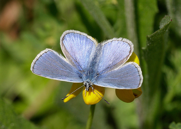 Common Blue Polyommatus icarus
