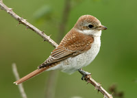 Red-backed Shrike Lanius collurio