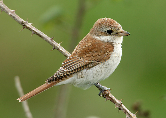 Red-backed Shrike Lanius collurio