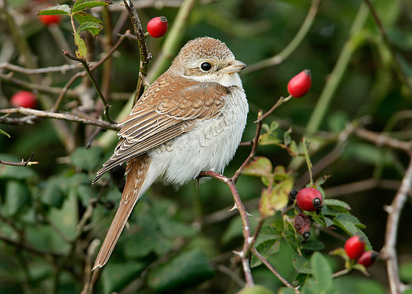 Red-backed Shrike Lanius collurio