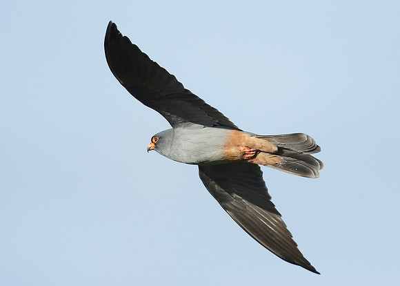 Red-footed Falcon Falco vespertinus
