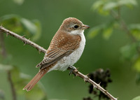 Red-backed Shrike Lanius collurio