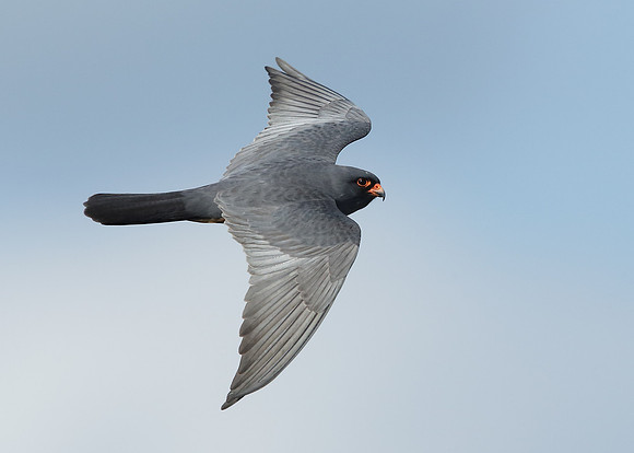 Red-footed Falcon Falco vespertinus