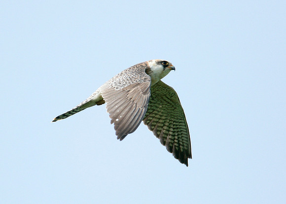 Red-footed Falcon Falco vespertinus