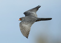 Red-footed Falcon Falco vespertinus