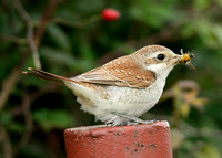 Red-backed Shrike Lanius collurio