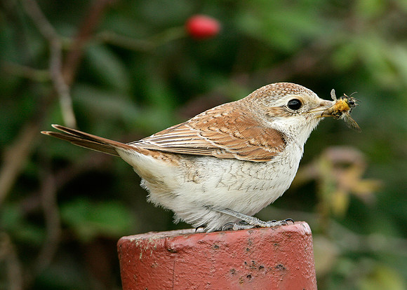 Red-backed Shrike Lanius collurio