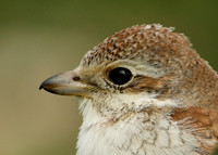 Red-backed Shrike Lanius collurio